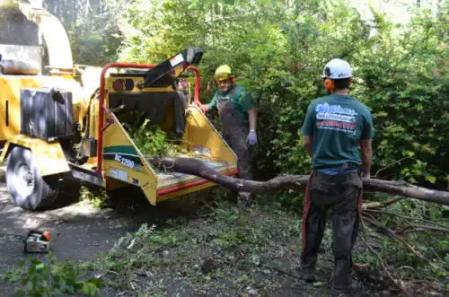 tree services Avocado Heights